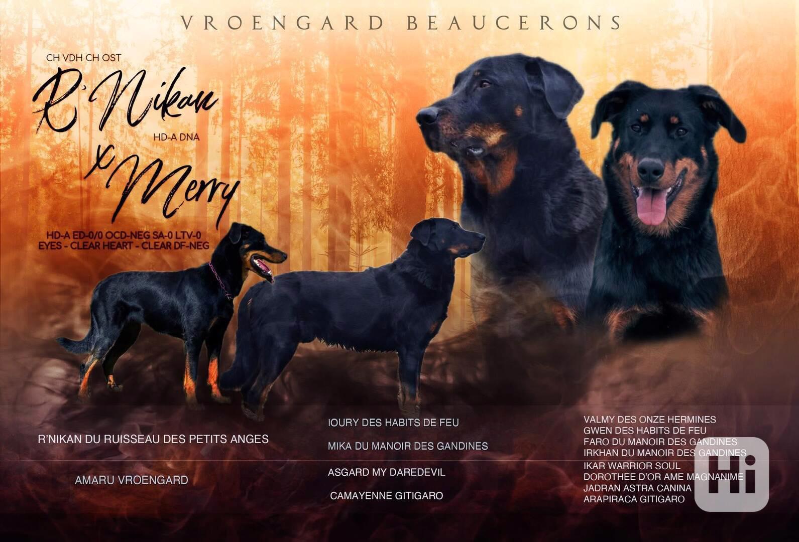 Beauceron s PP Rokycany - foto 1