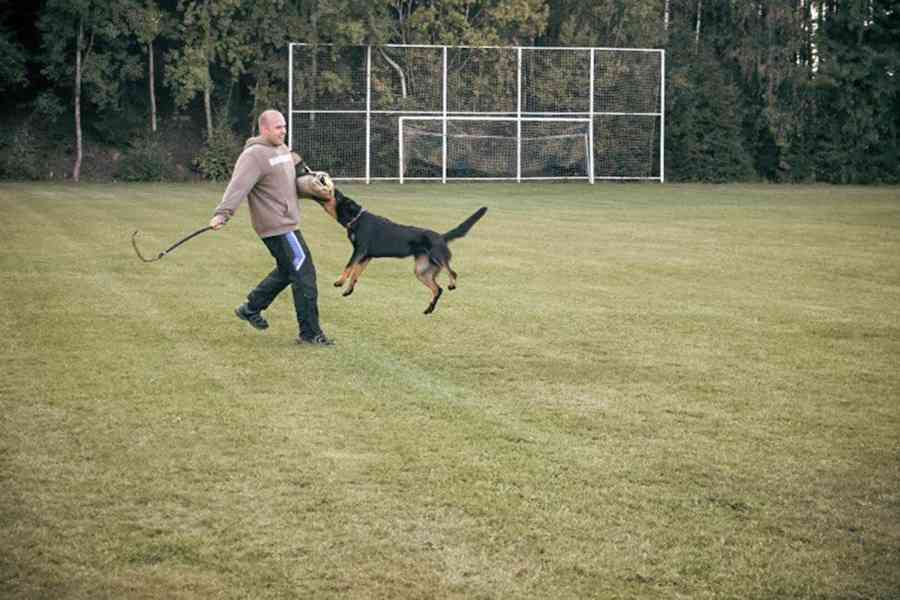 Beauceron s PP Rokycany - foto 2