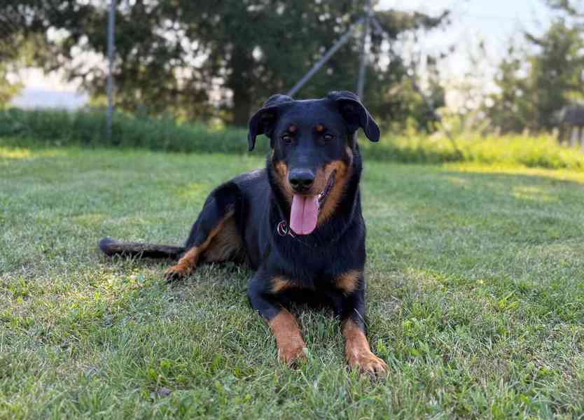 Beauceron s PP Rokycany - foto 4