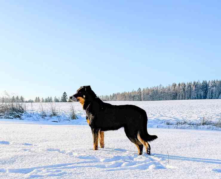 Beauceron s PP Rokycany - foto 3