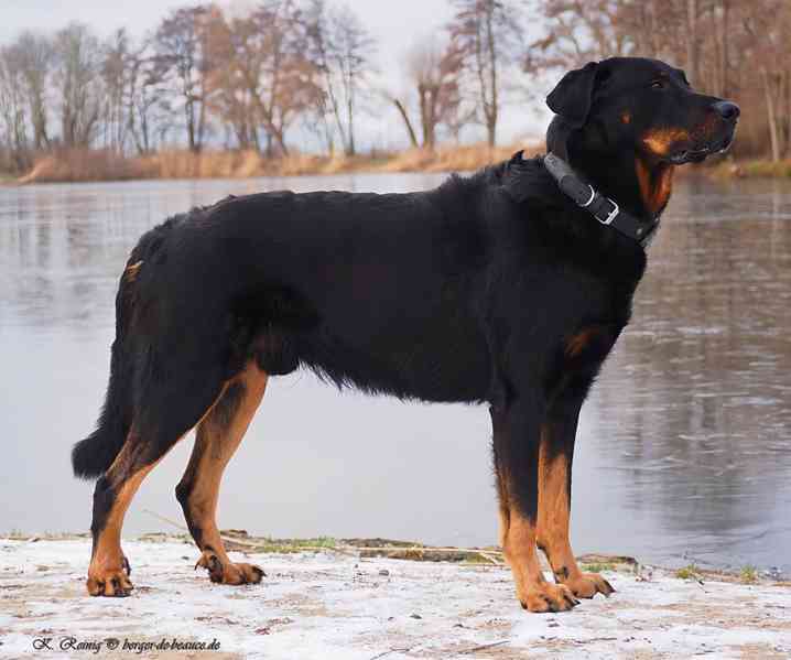 Beauceron s PP Rokycany - foto 5