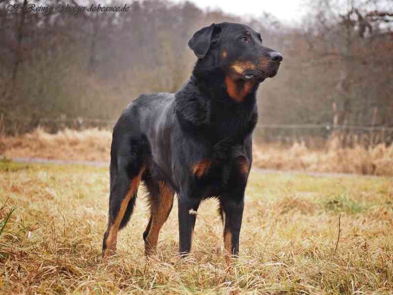 Beauceron s PP Rokycany - foto 6