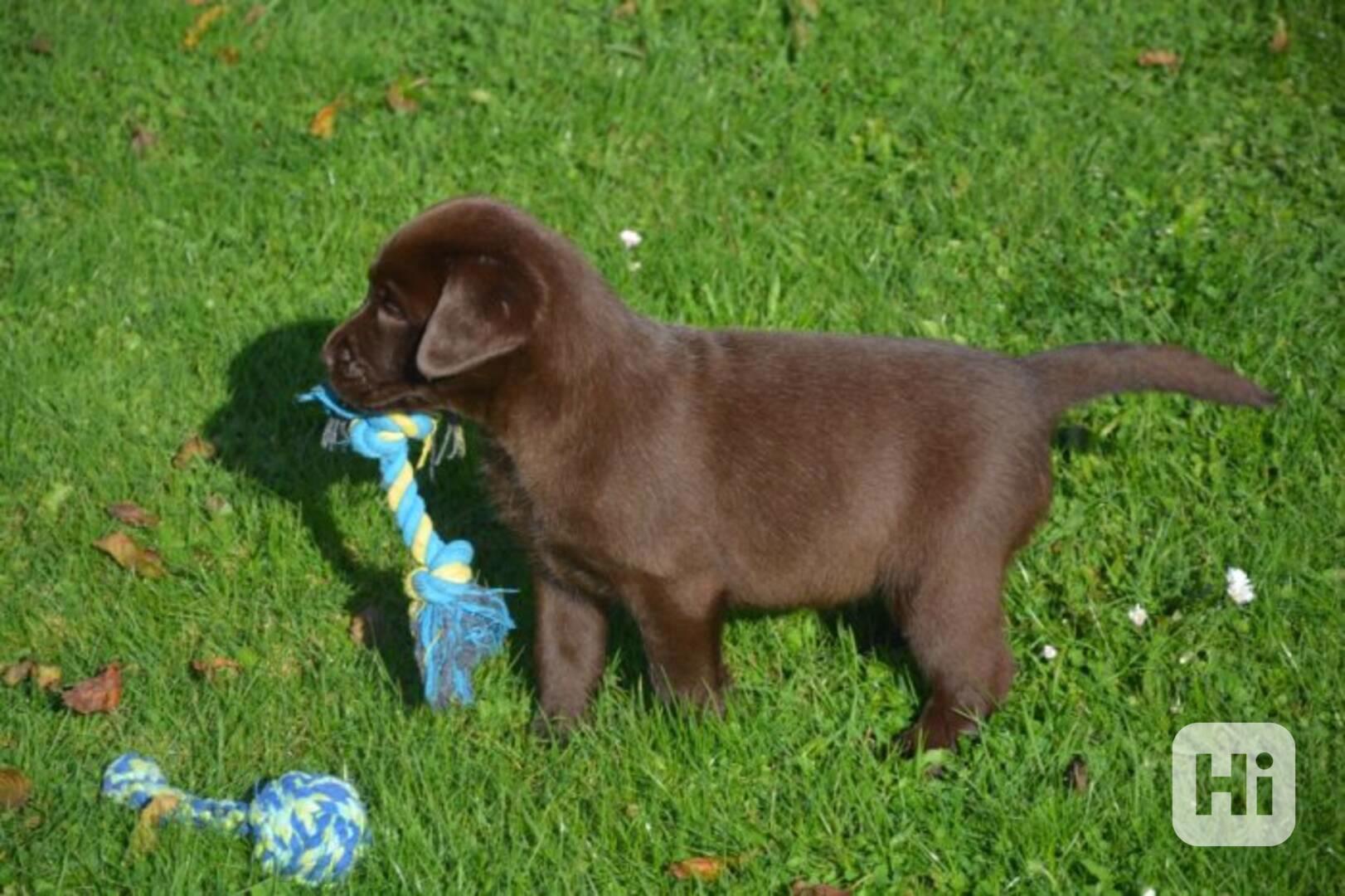 Štěňátka Labradorský retrívr - foto 1