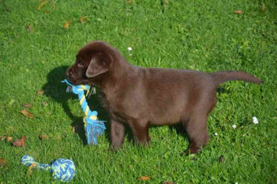 Štěňátka Labradorský retrívr - foto 1