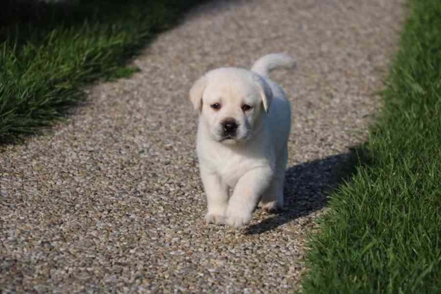Štěňátka Labradorský retrívr - foto 3