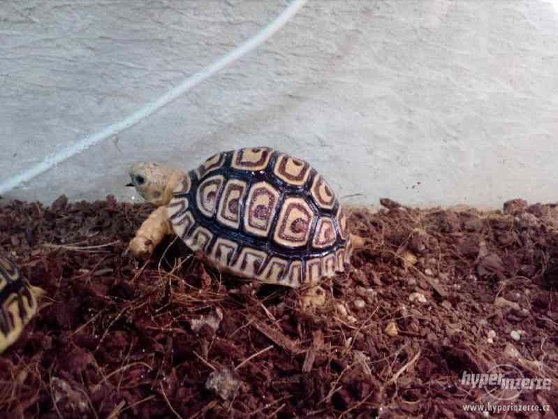 želva pardálí - vlastní odchov - foto 1