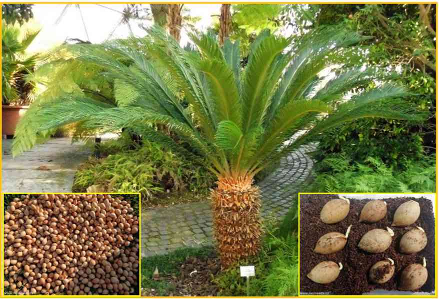 naklíčené semeno CYCAS REVOLUTA