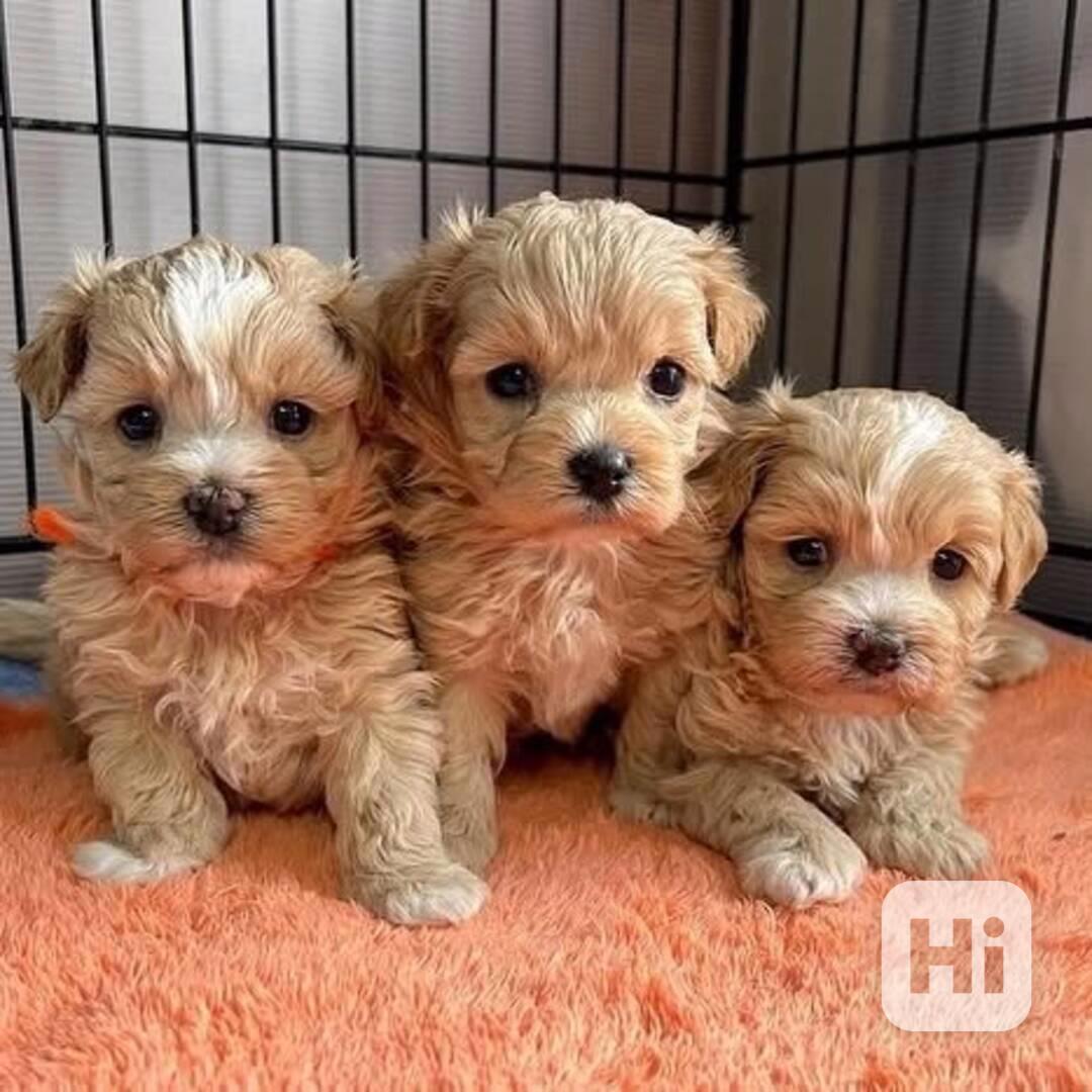 Štěňata Maltipoo - foto 1