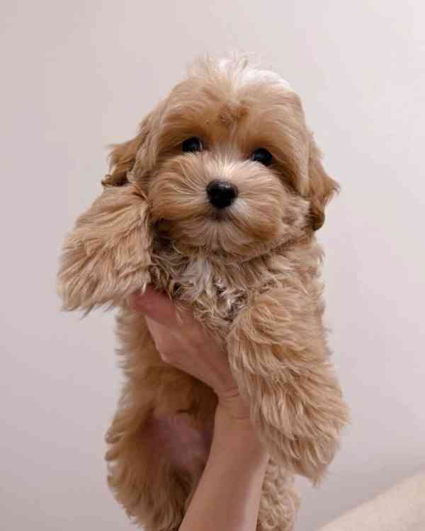 Štěňata Maltipoo - foto 2