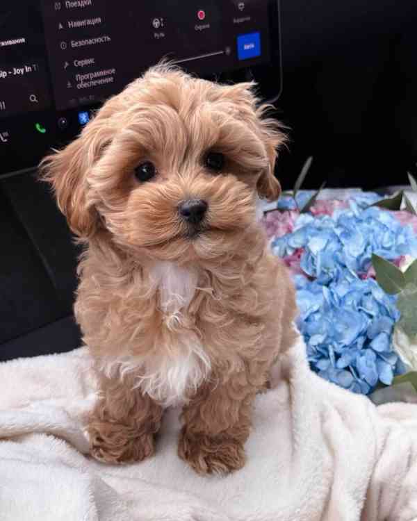 Štěňata Maltipoo - foto 3