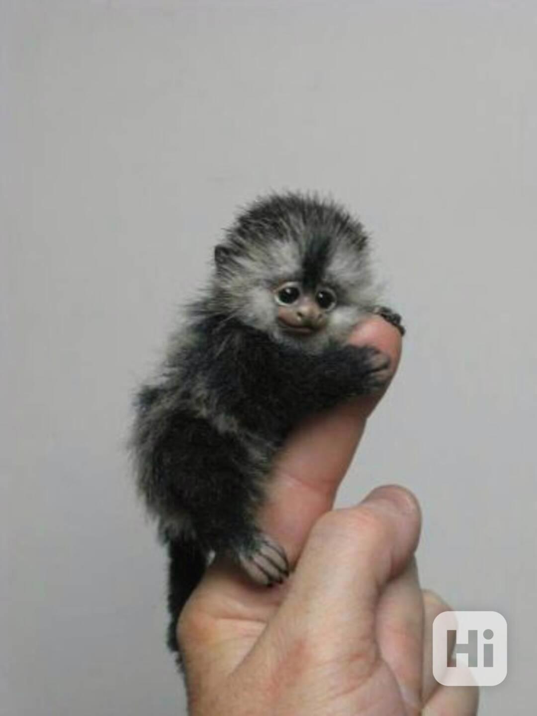 Pygmej marmoset opice na prodej - foto 1