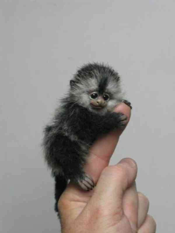 Pygmej marmoset opice na prodej