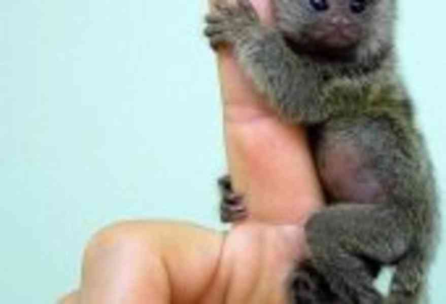 Pygmej marmoset opice na prodej - foto 2
