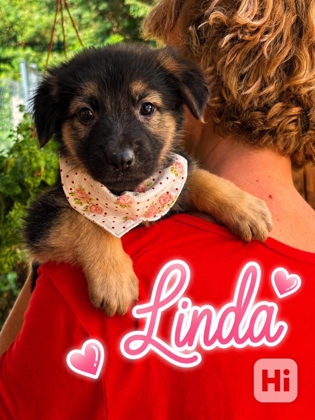 LILI a LINDA - štěňátka, fenečky 3 měsíce  - foto 1