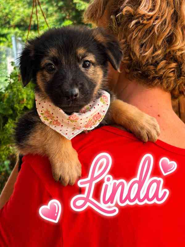 LILI a LINDA - štěňátka, fenečky 3 měsíce  - foto 1