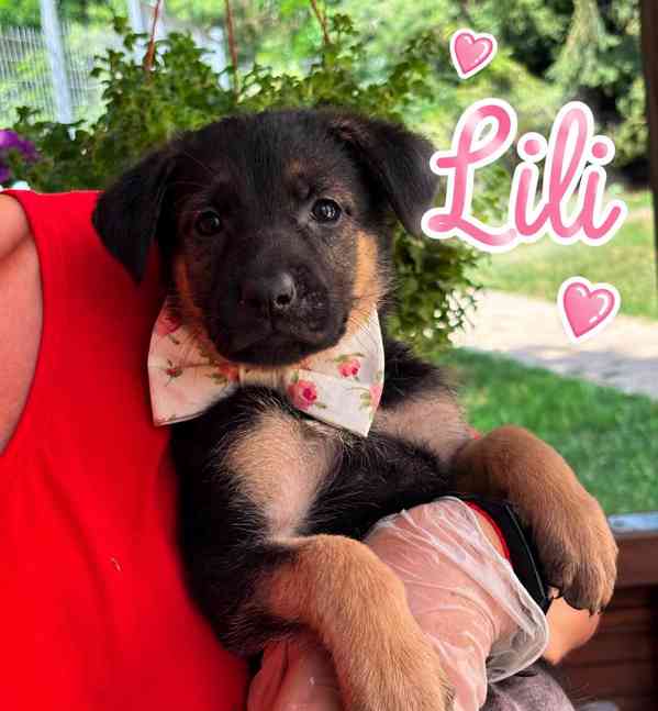 LILI a LINDA - štěňátka, fenečky 3 měsíce  - foto 2
