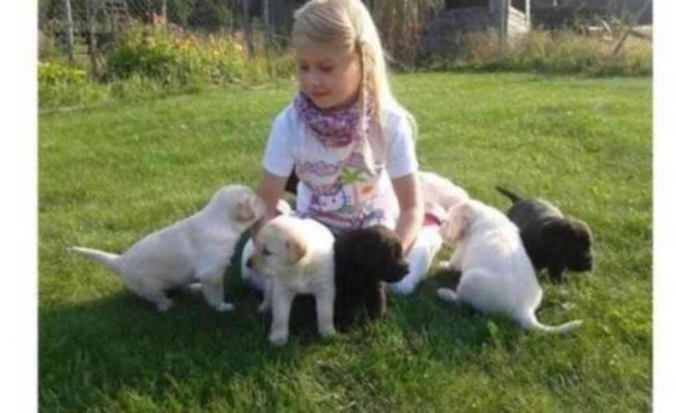 Labradorský retriever s PP - foto 1