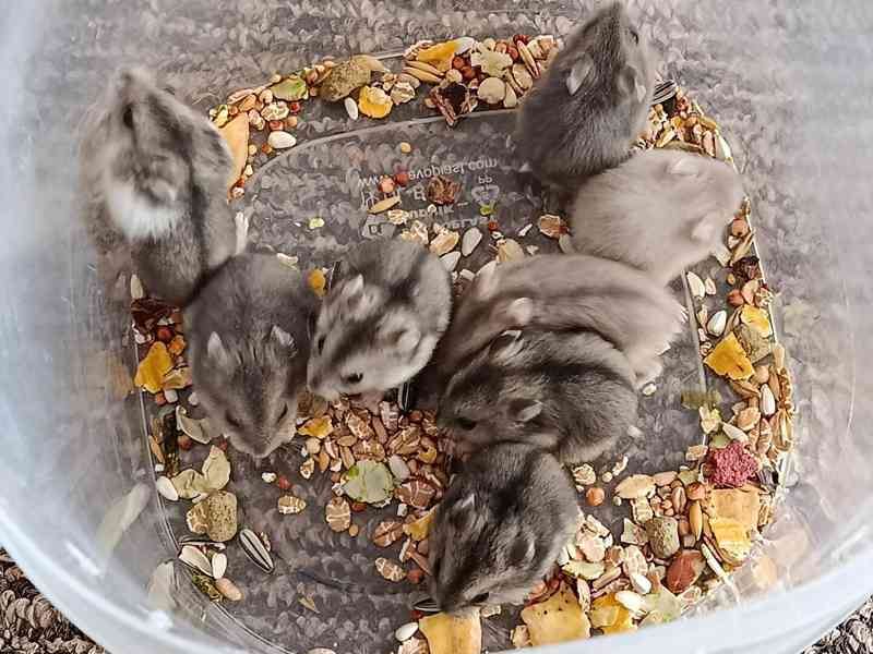 Křečík džungarský