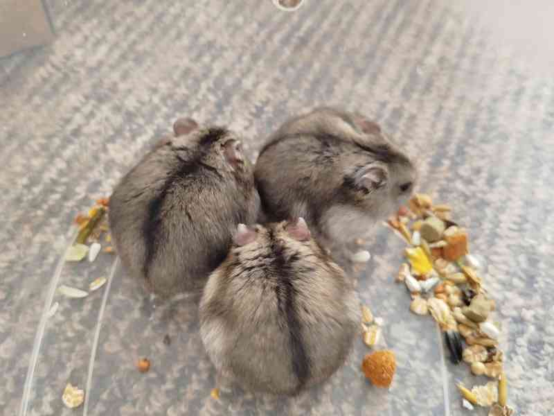 Křečík džungarský - foto 4