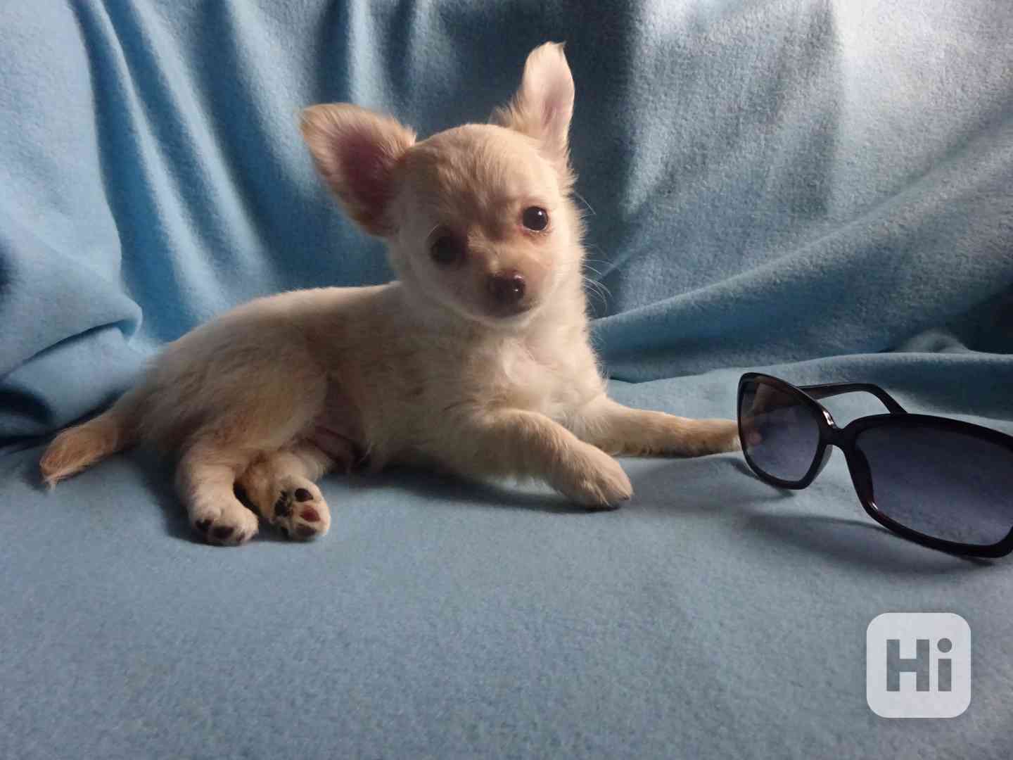 Dlouhosrstý pejsek, štěňátko čivava bez PP. - foto 1