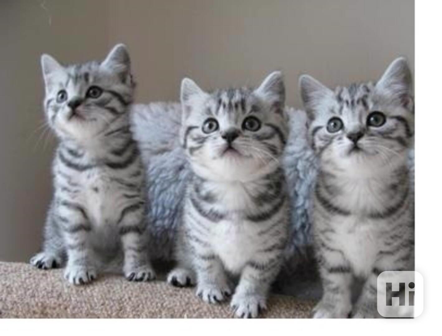 BKH Koťátka s rodokmenem - foto 1