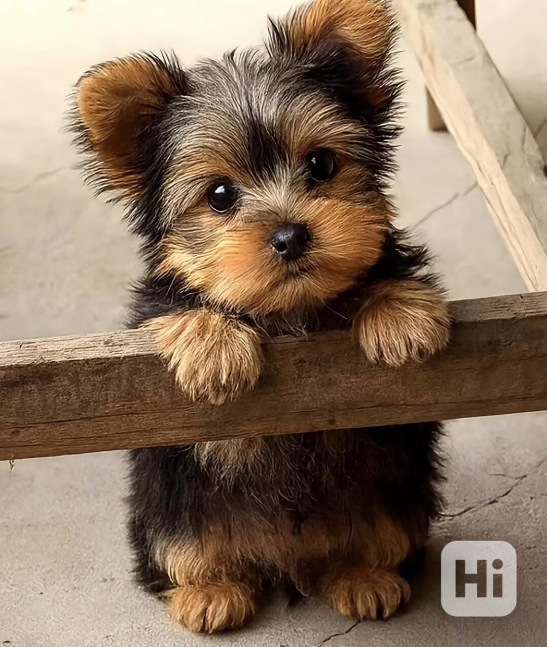 Yorkšírský teriér (Jorkšírský teriér) -krásná štěňátka s PP - foto 1