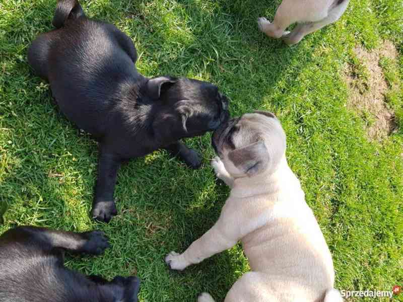 Štěňata Mops jsou k adopci - foto 1