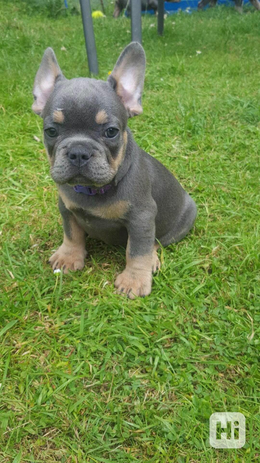 Nádherná štěňata francouzského buldočka jsou nyní k dispozic - foto 1