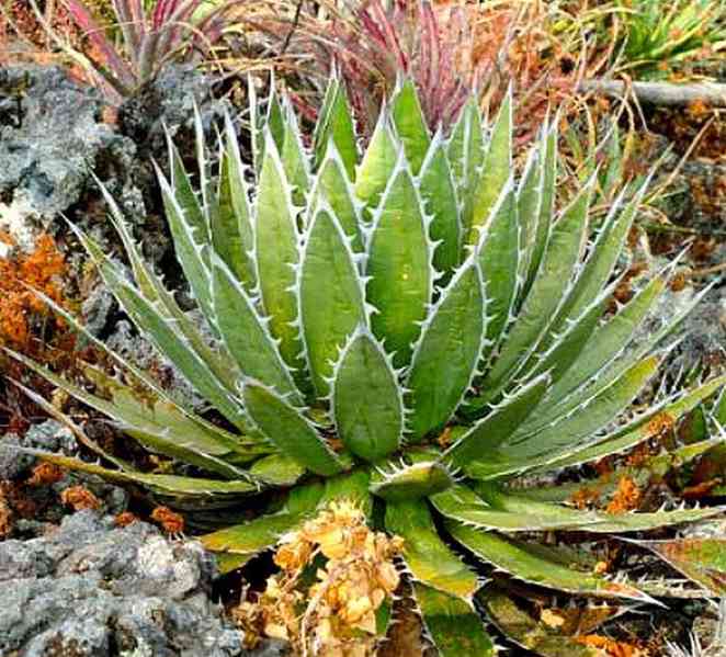 Sazenice Agave horrida subsp. horrida 'Mexcalmetl'