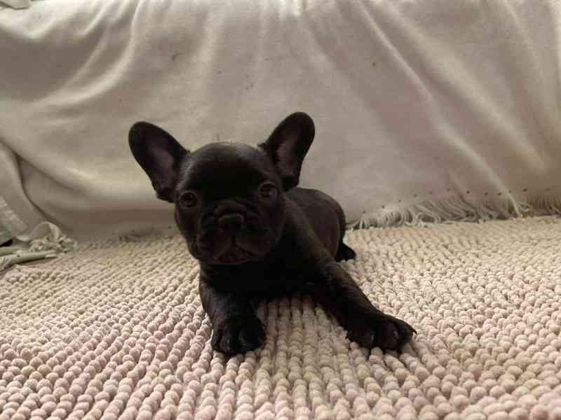 Francouzský buldoček - foto 7