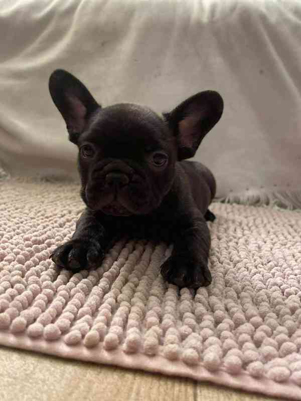 Francouzský buldoček - foto 9