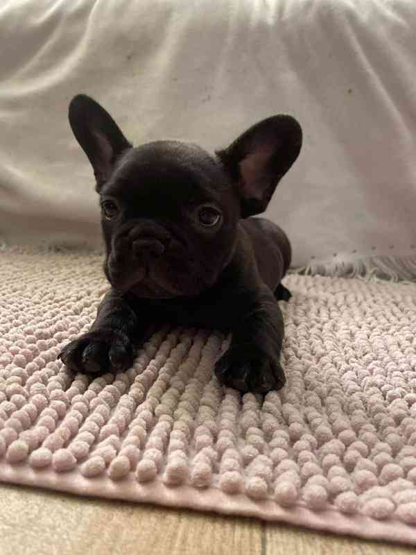 Francouzský buldoček - foto 8