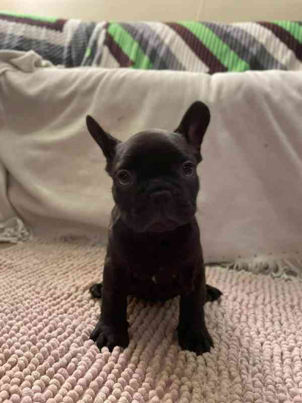 Francouzský buldoček - foto 11