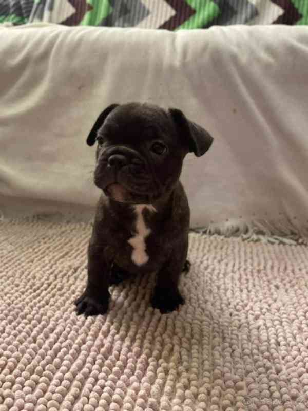 Francouzský buldoček - foto 4