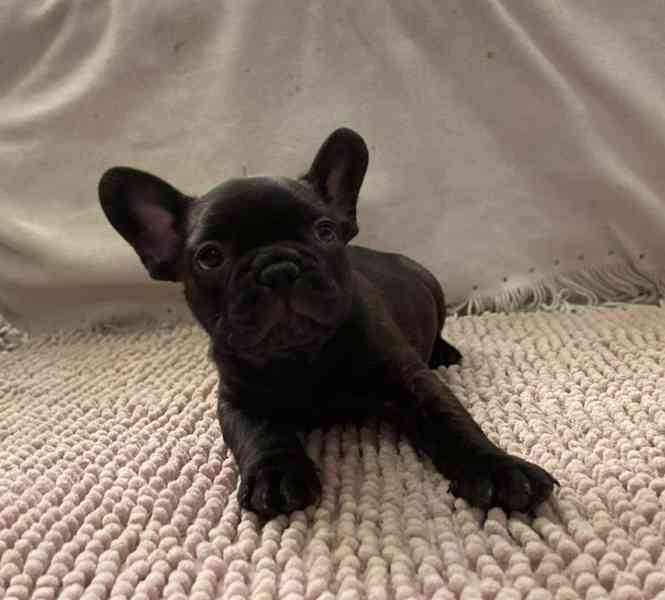 Francouzský buldoček - foto 10