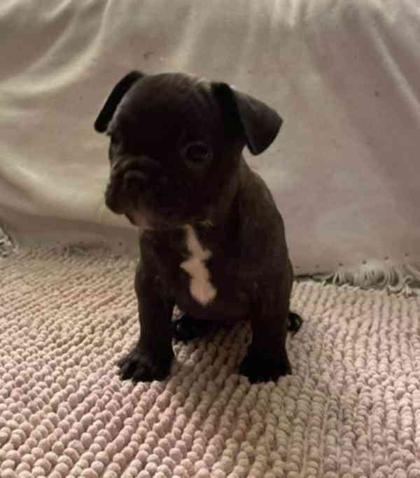 Francouzský buldoček - foto 6