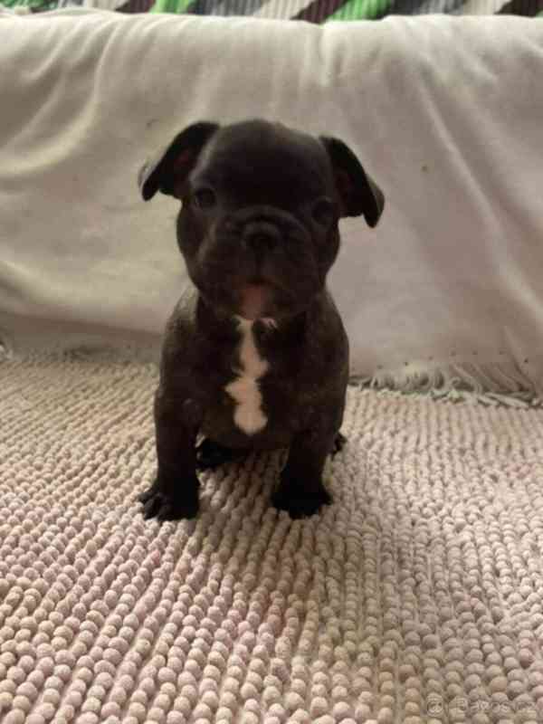 Francouzský buldoček - foto 3