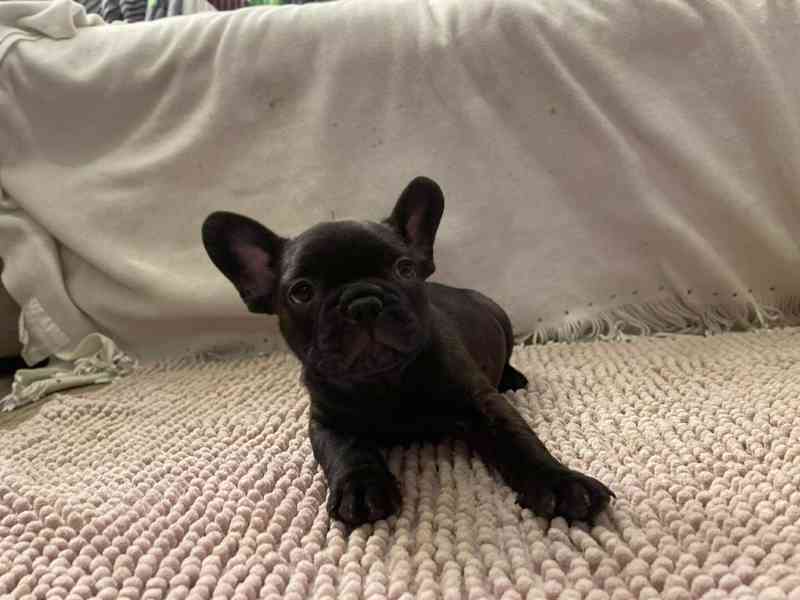 Francouzský buldoček - foto 12