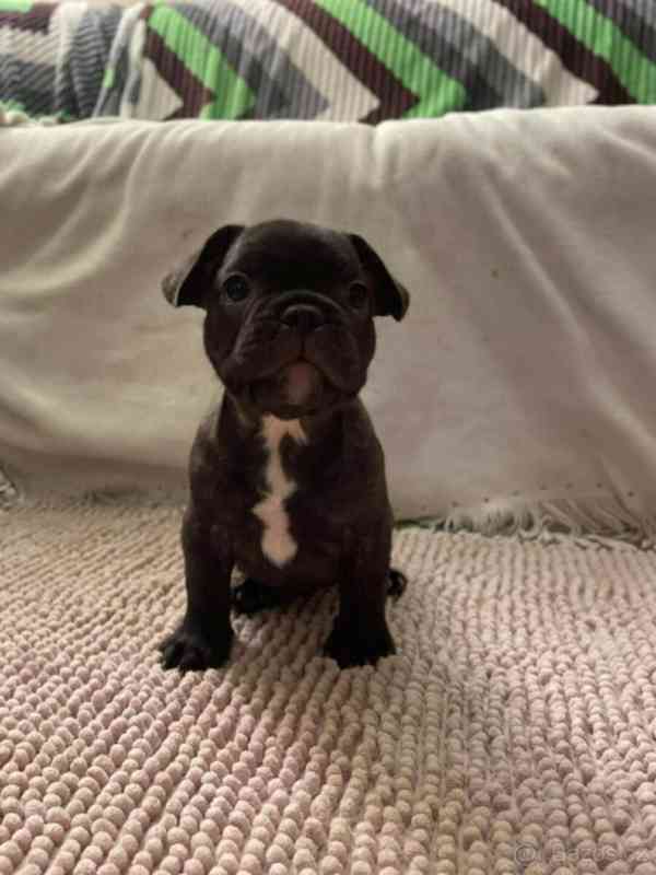 Francouzský buldoček - foto 2