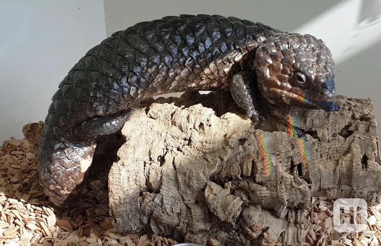 Ještěrka šindelová – Tiliqua Rugosa - foto 1