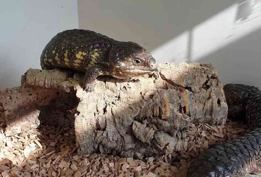 Ještěrka šindelová – Tiliqua Rugosa - foto 3