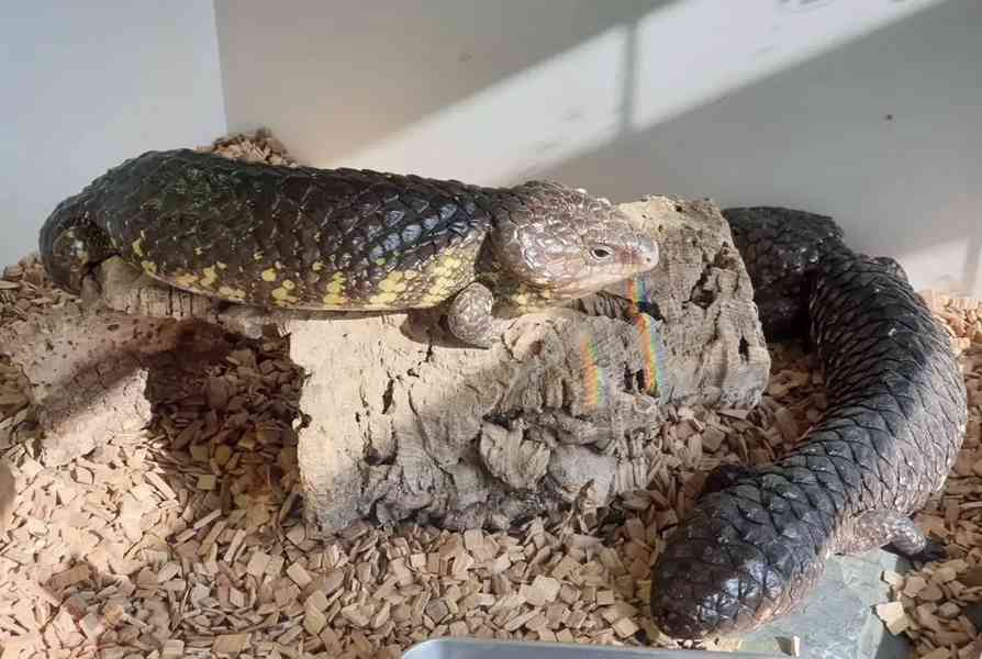 Ještěrka šindelová – Tiliqua Rugosa - foto 2