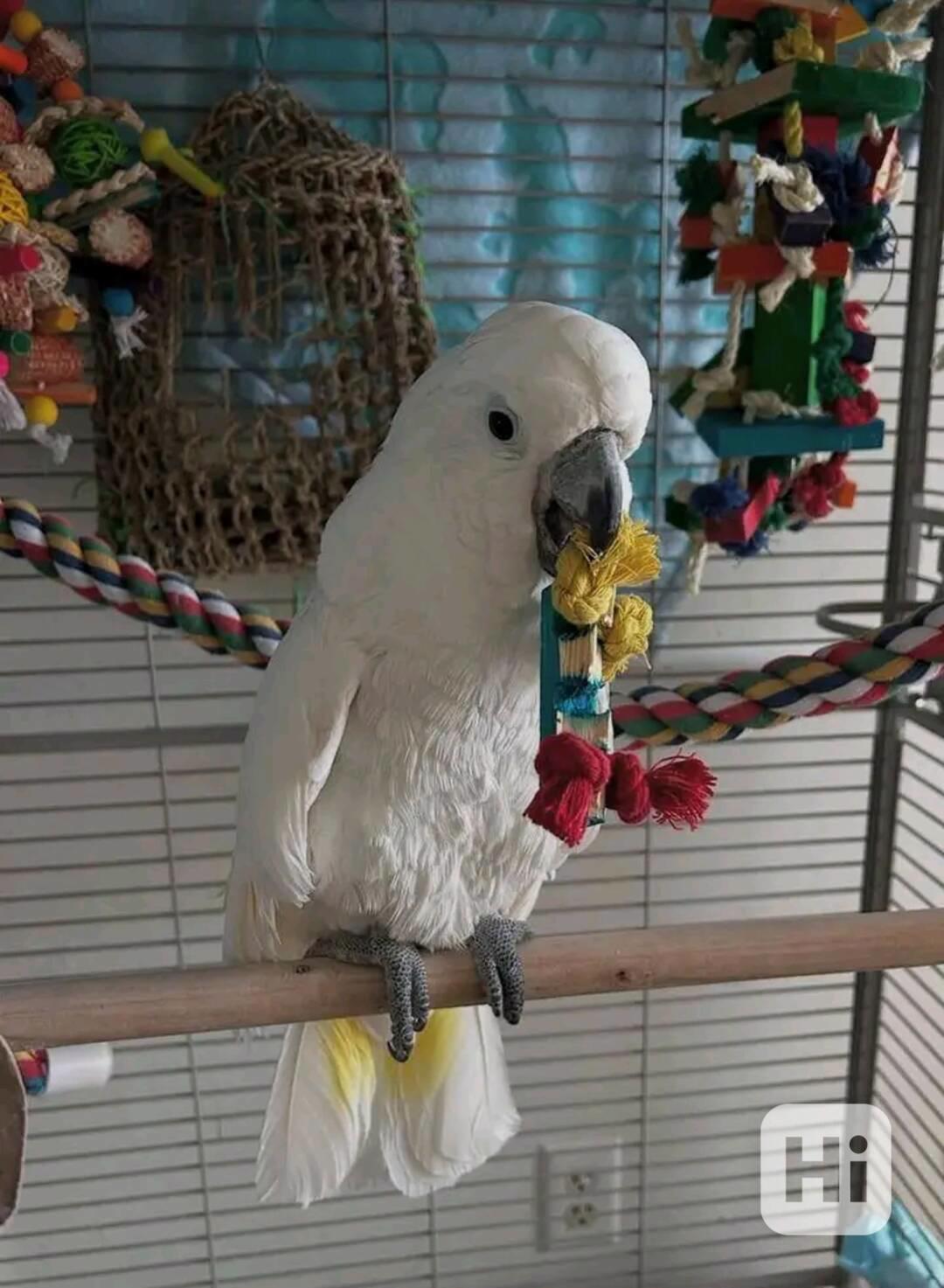 Hledá se milující domov pro mé krásné kakaduy 💛 - foto 1