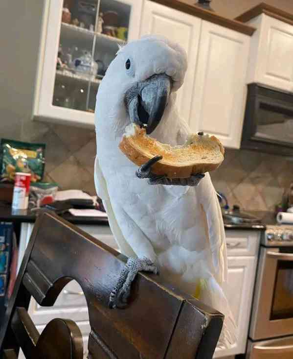Hledá se milující domov pro mé krásné kakaduy 💛 - foto 6