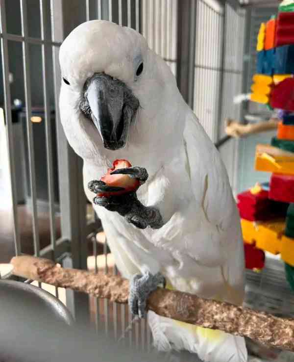 Hledá se milující domov pro mé krásné kakaduy 💛 - foto 5