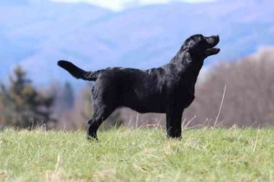 Labradorský retrívr-černá štěňátka s PP - foto 9