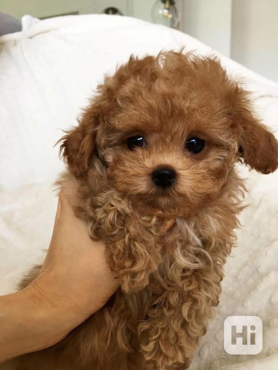Krásná štěňátka pejska a fenky Maltipoo. - foto 1
