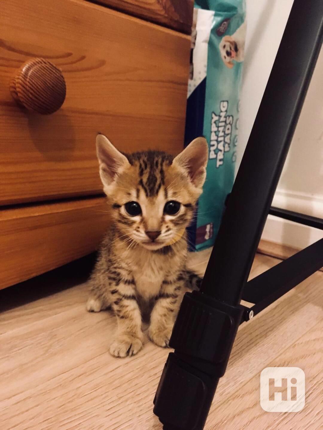 We offer Savannah Kittens from F1 to F4. - foto 1