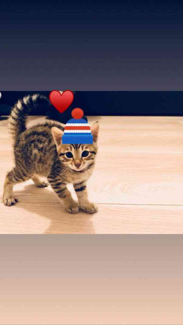 We offer Savannah Kittens from F1 to F4. - foto 3