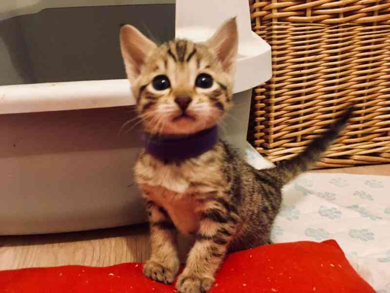 We offer Savannah Kittens from F1 to F4. - foto 2